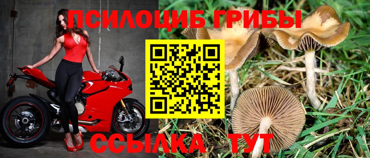 Псилоцибиновые грибы Psilocybine cubensis Губаха